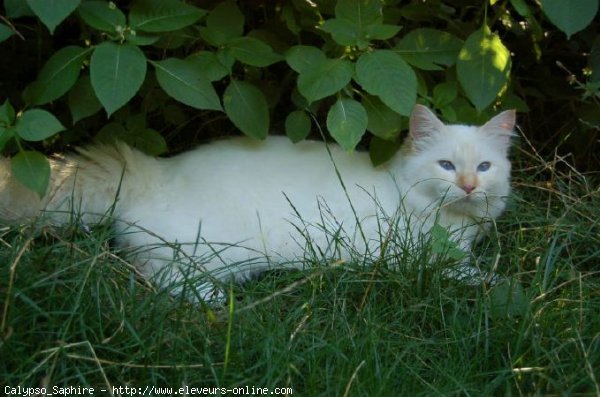 Photo de Sacr de birmanie