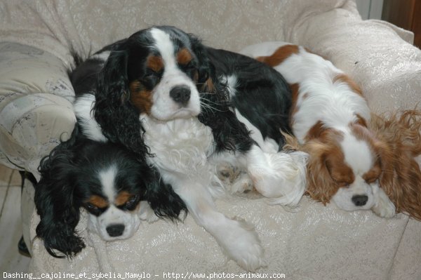 Photo de Cavalier king charles spaniel