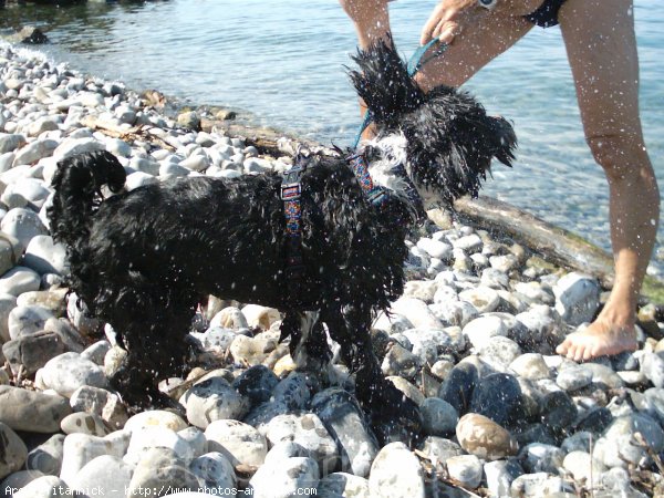 Photo de Terrier tibetain