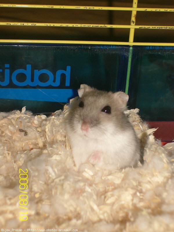 Photo de Hamster