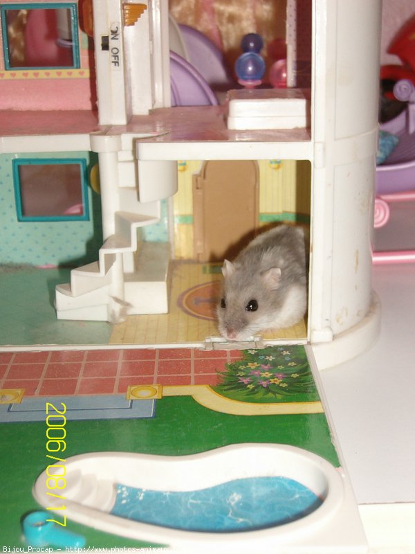 Photo de Hamster