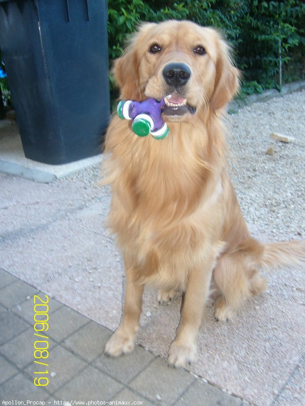 Photo de Golden retriever