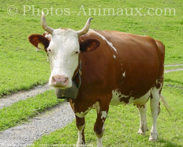 Photo de Vache