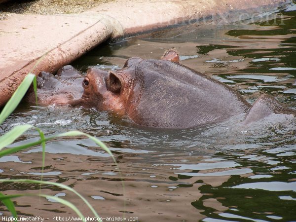 Photo de Hippopotame