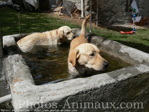 Photo de Labrador retriever