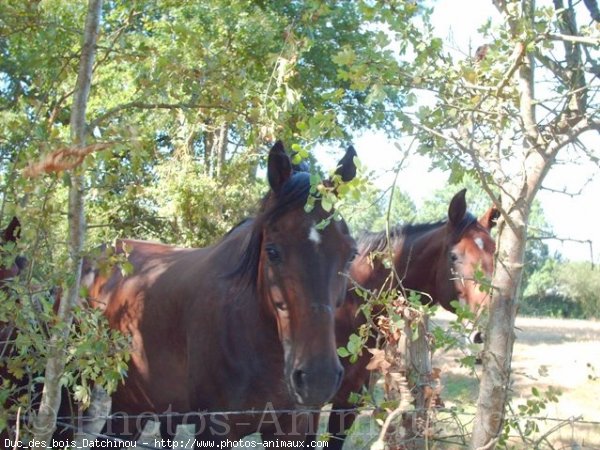 Photo de Trotteur franais