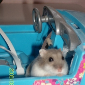 Photo de Hamster