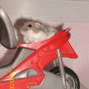 Photo de Hamster