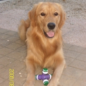 Photo de Golden retriever