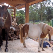 Photo de Races diffrentes