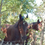 Photo de Trotteur franais