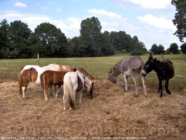 Photo de Shetland