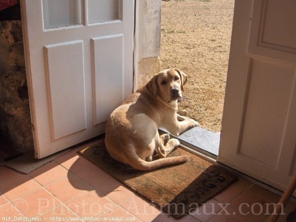 Photo de Labrador retriever