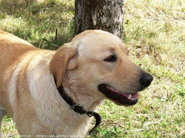 Photo de Labrador retriever