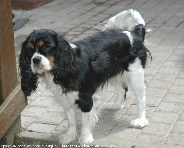 Photo de Cavalier king charles spaniel