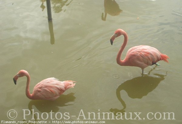 Photo de Flamand rose