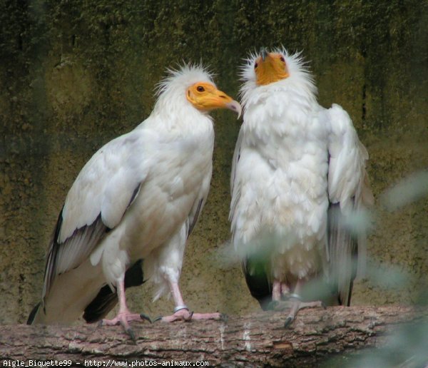 Photo de Vautour percnoptere