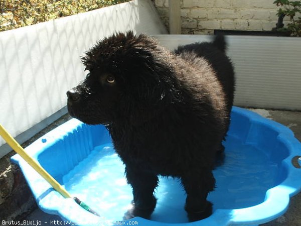 Photo de Chien de terre-neuve