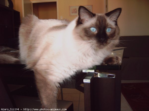 Photo de Ragdoll