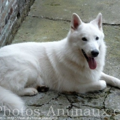 Photo de Berger blanc suisse