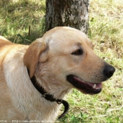 Photo de Labrador retriever