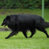 Photo de Berger belge groenendael