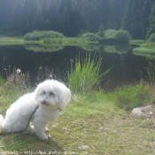 Photo de Bichon  poil fris