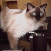 Photo de Ragdoll