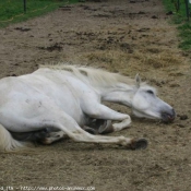 Photo de Camargue