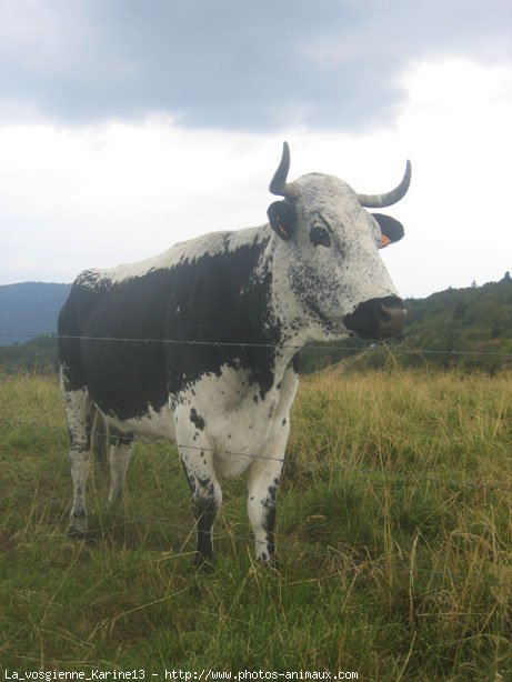 Photo de Vache