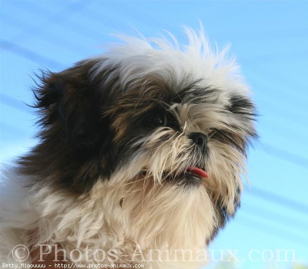 Photo de Shih tzu