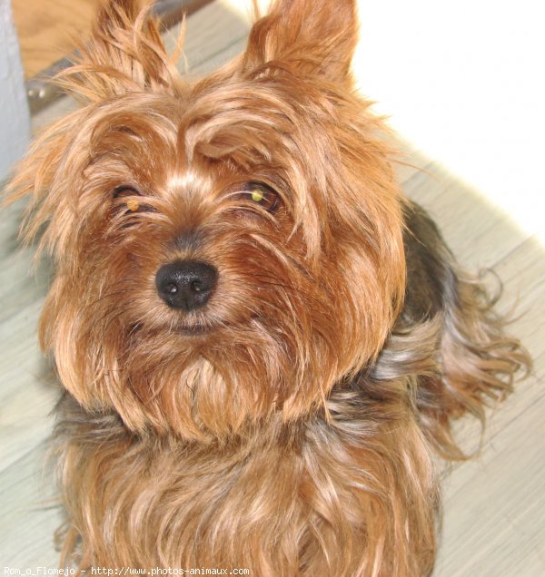 Photo de Yorkshire terrier