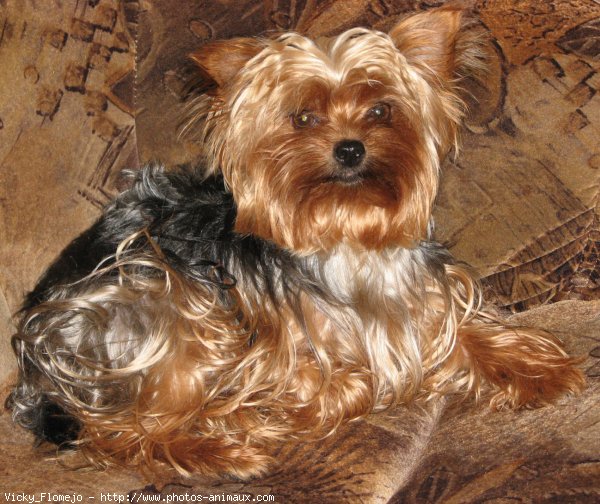 Photo de Yorkshire terrier