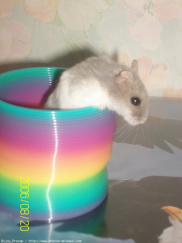 Photo de Hamster