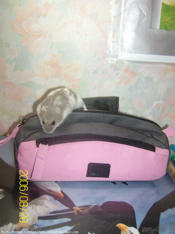 Photo de Hamster