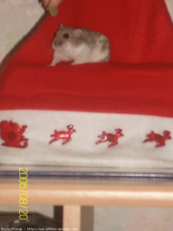 Photo de Hamster