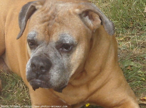 Photo de Boxer