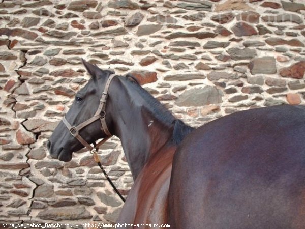 Photo de Trotteur franais