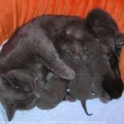 Photo de Chartreux