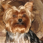 Photo de Yorkshire terrier