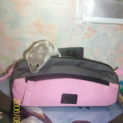 Photo de Hamster