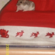 Photo de Hamster