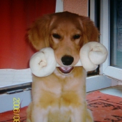 Photo de Golden retriever