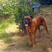 Photo de Boxer