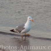 Photo de Goeland