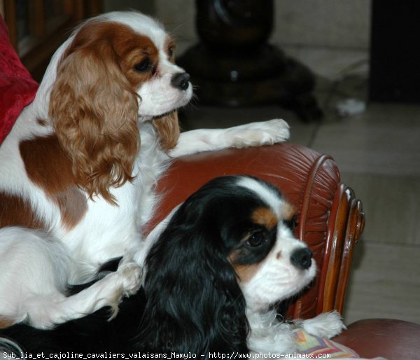 Photo de Cavalier king charles spaniel