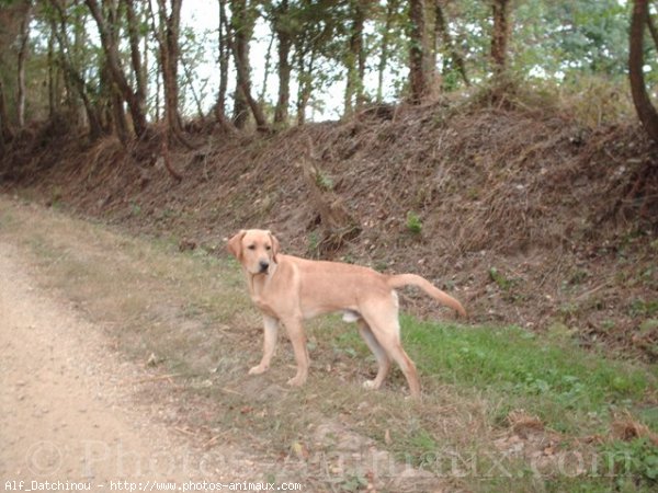 Photo de Labrador retriever