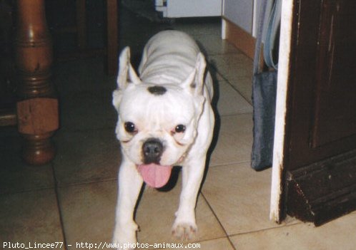 Photo de Bouledogue franais