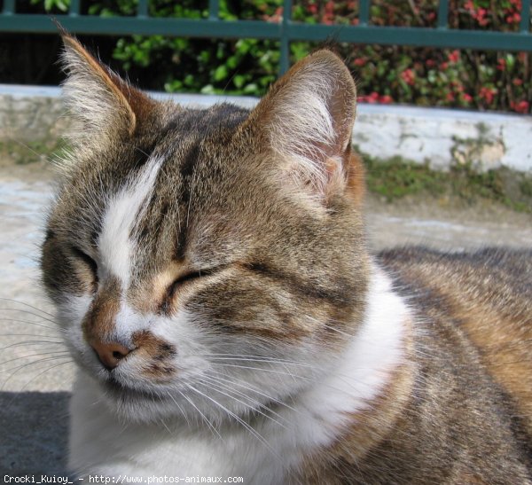 Photo de Chat domestique