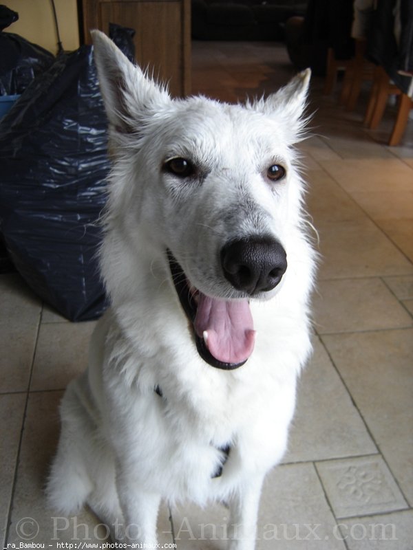 Photo de Berger blanc suisse